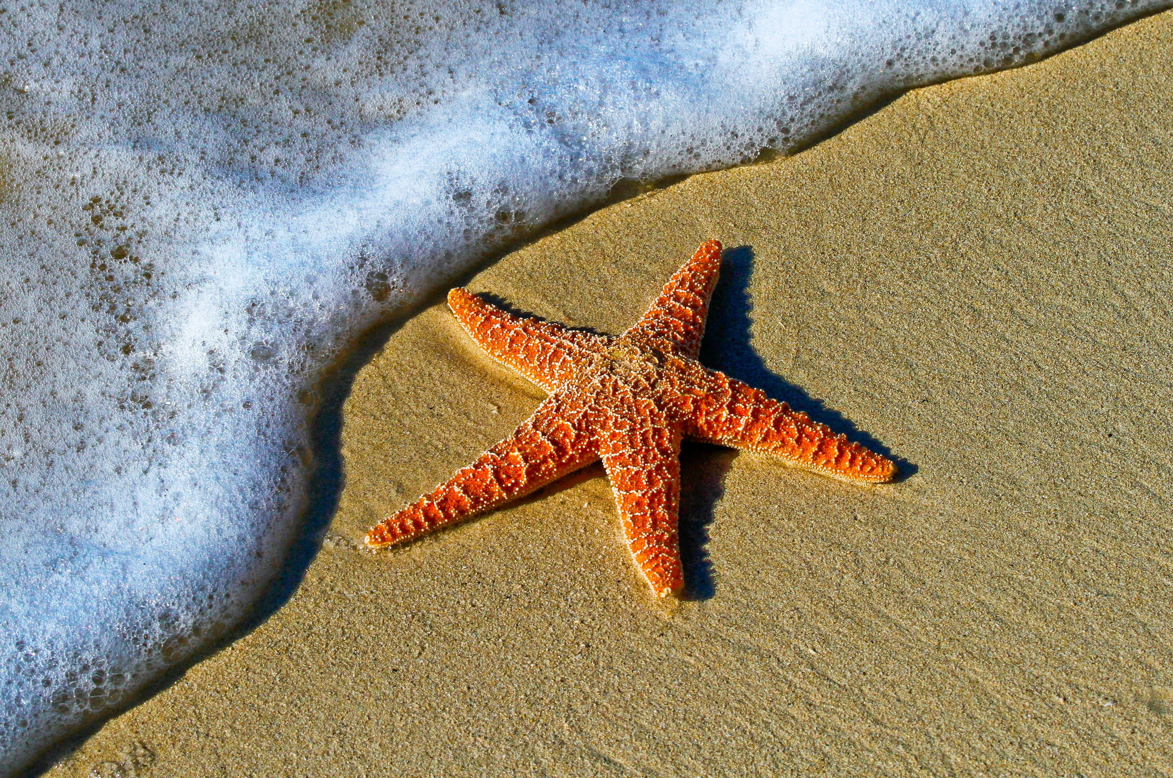 Sea star