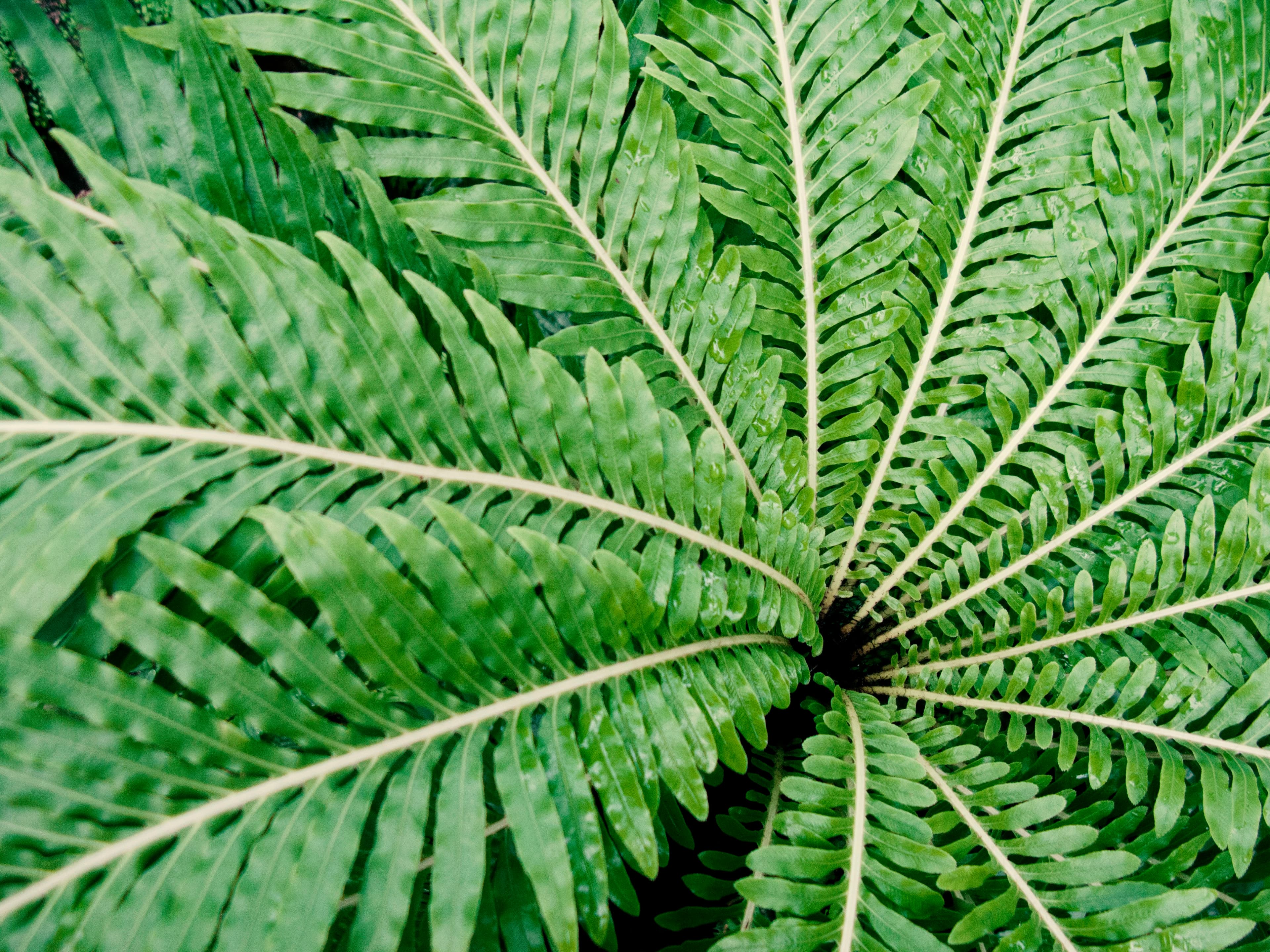 Fern