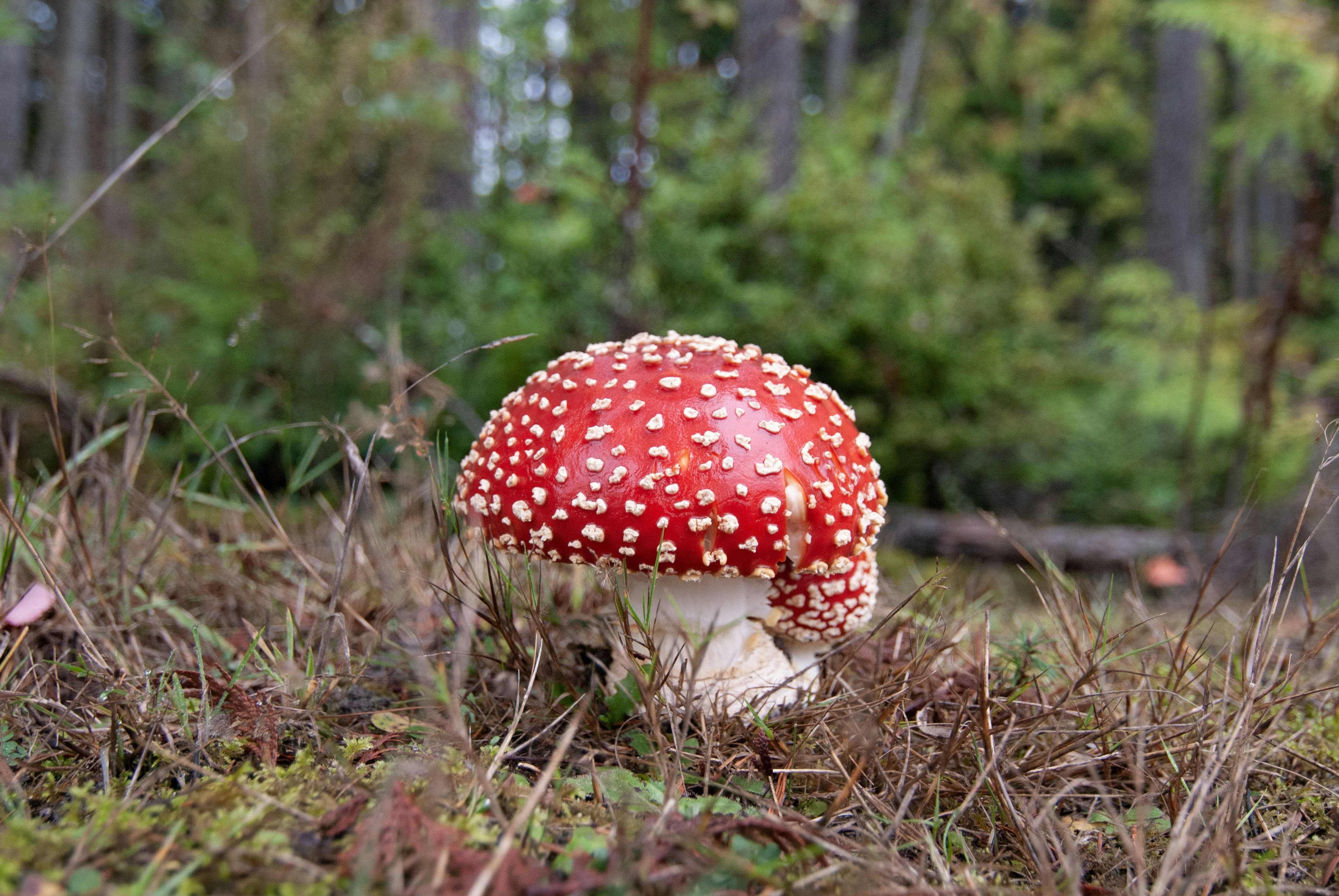 Mushrooms